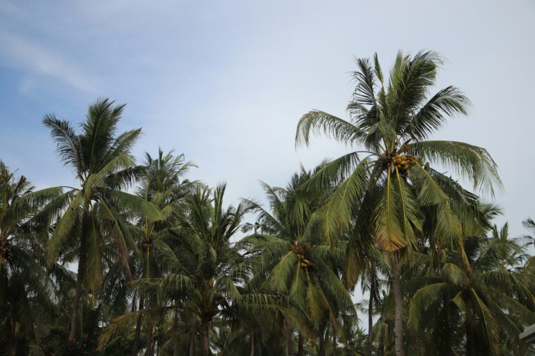 Why You Should Buy Briquettes from Coconut-Producing Countries Exporting-coconut