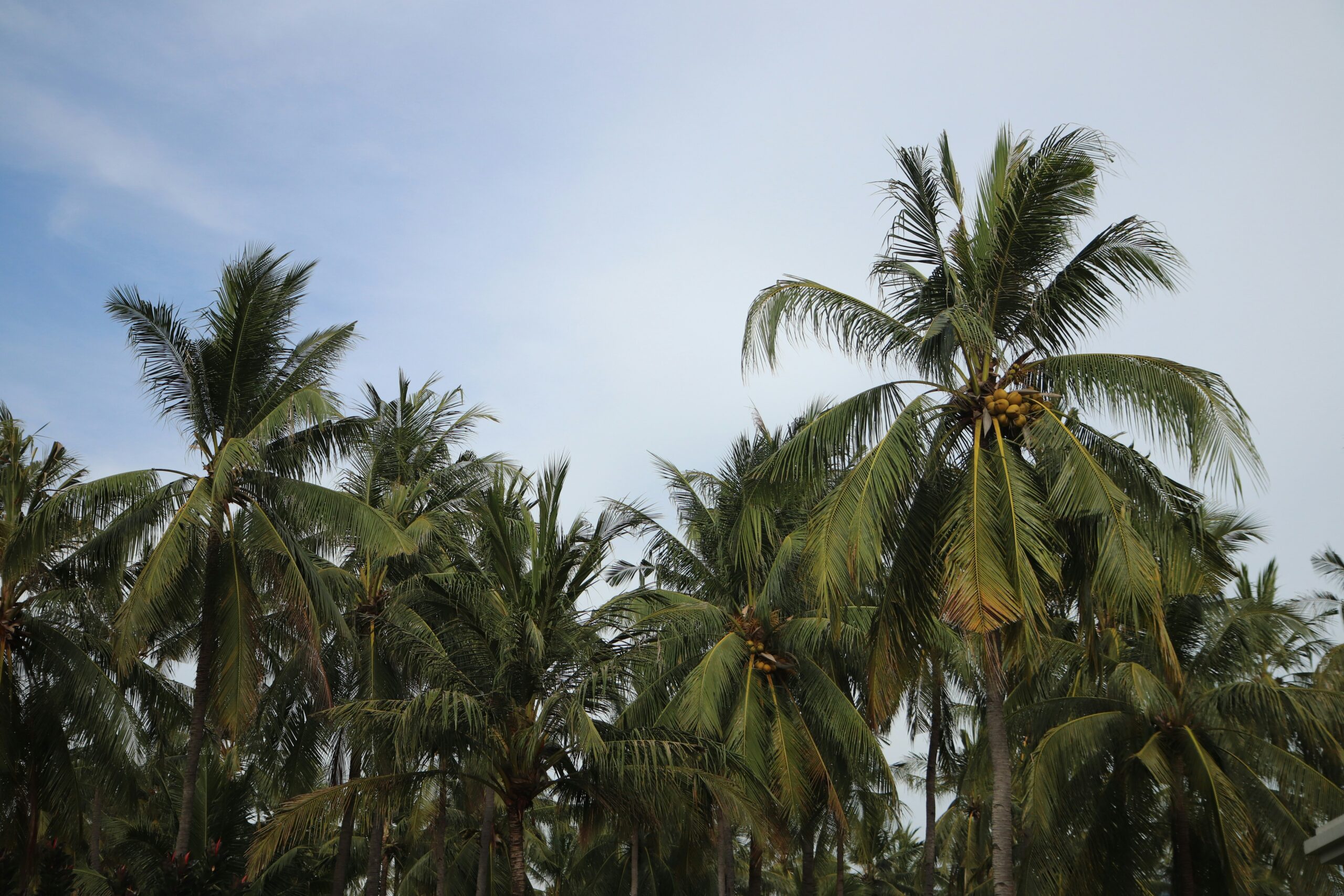 Why You Should Buy Briquettes from Coconut-Producing Countries Exporting-coconut